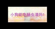 小狗能吃肠虫清吗