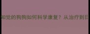 后腿瘫痪但有知觉的狗狗如何科学康复从治疗到日常护理全攻略