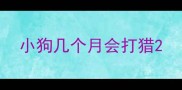 小狗几个月会打猎