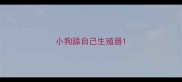小狗舔自己生殖器