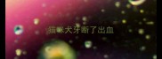 猫咪犬牙断了出血