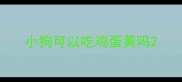 小狗可以吃鸡蛋黄吗