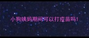 小狗姨妈期间可以打疫苗吗
