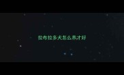 拉布拉多犬怎么养才好