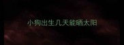 小狗出生几天能晒太阳