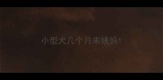 小型犬几个月来姨妈
