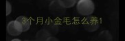 3个月小金毛怎么养
