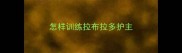 怎样训练拉布拉多护主