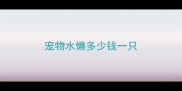 宠物水懒多少钱一只