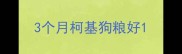 3个月柯基狗粮好
