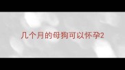 几个月的母狗可以怀孕