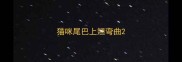 猫咪尾巴上翘弯曲