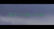 猫几个月换一次猫