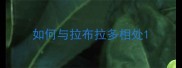 如何与拉布拉多相处