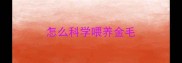 怎么科学喂养金毛