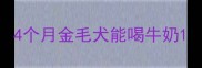 4个月金毛犬能喝牛奶