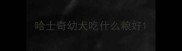 哈士奇幼犬吃什么粮好