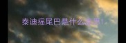 泰迪摇尾巴是什么意思