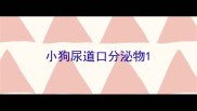 小狗尿道口分泌物