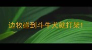 边牧碰到斗牛犬就打架