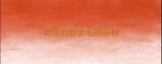 如何判断金毛的品相