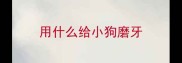 用什么给小狗磨牙