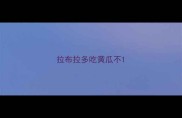 拉布拉多吃黄瓜不