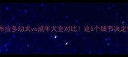 新手必看拉布拉多幼犬vs成年犬全对比这5个细节决定你养不养它