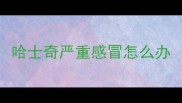 哈士奇严重感冒怎么办