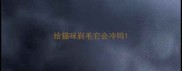 给猫咪剃毛它会冷吗