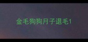 金毛狗狗月子退毛