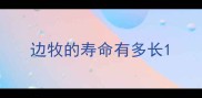 边牧的寿命有多长