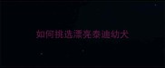 如何挑选漂亮泰迪幼犬