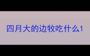 四月大的边牧吃什么