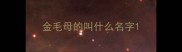 金毛母的叫什么名字