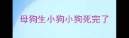 母狗生小狗小狗死完了