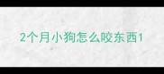 2个月小狗怎么咬东西