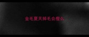金毛夏天掉毛会瘦么