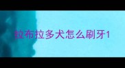 拉布拉多犬怎么刷牙