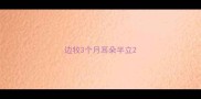 边牧3个月耳朵半立