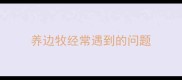 养边牧经常遇到的问题