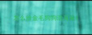 怎么给金毛狗狗洗耳朵