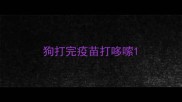 狗打完疫苗打哆嗦