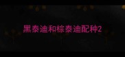 黑泰迪和棕泰迪配种