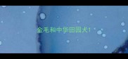 金毛和中华田园犬