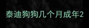 泰迪狗狗几个月成年