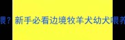 边牧3个月黄金期怎么喂新手必看边境牧羊犬幼犬喂养全攻略附品牌清单