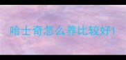 哈士奇怎么养比较好