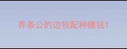养条公的边牧配种赚钱