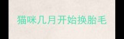 猫咪几月开始换胎毛